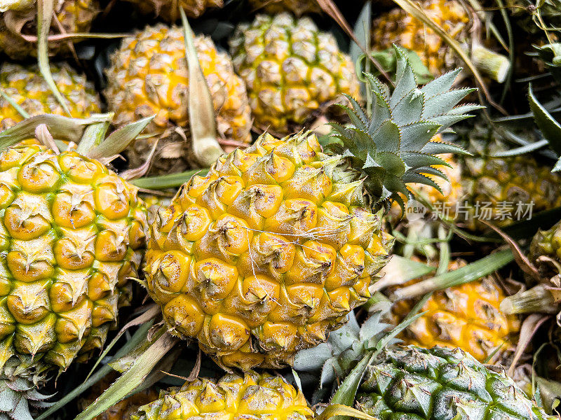 农场新鲜有机菠萝(Ananas comosus)的特写。菠萝水果背景新鲜的绿色木瓜在树上。木瓜果实(木瓜属)植物